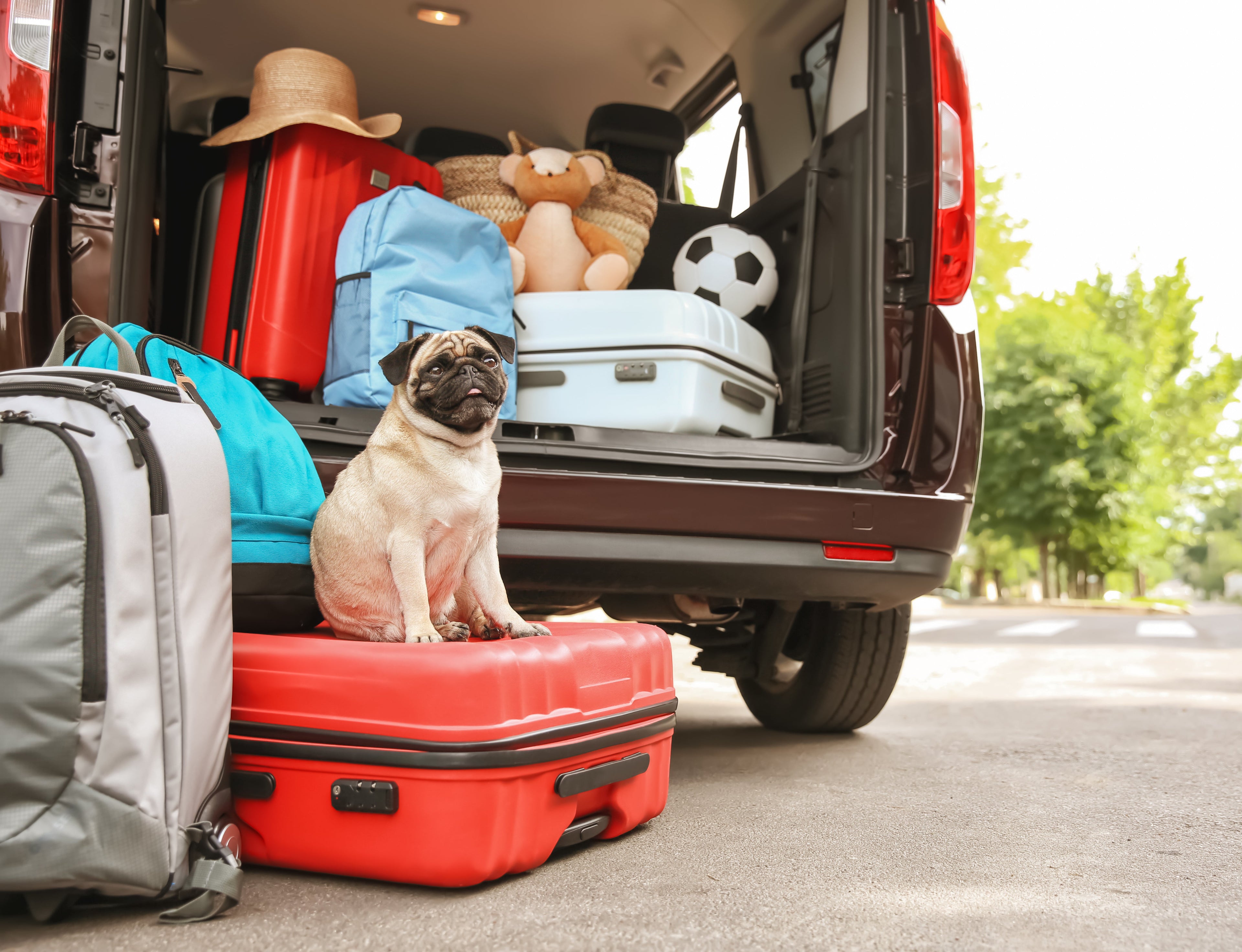 Pet-Friendly Family Vacations: Where to Travel with Kids and Pets